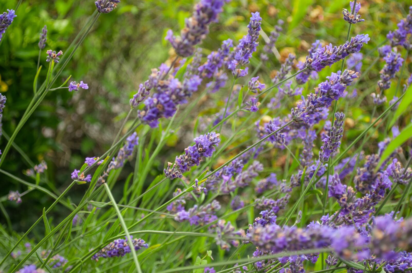 Nikon D5000 sample photo. Lavender, purple, plant photography