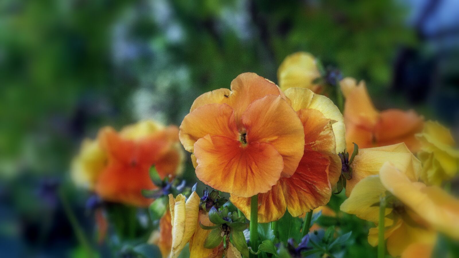 Sony E 16-50mm F3.5-5.6 PZ OSS sample photo. Flower, garden, plant photography