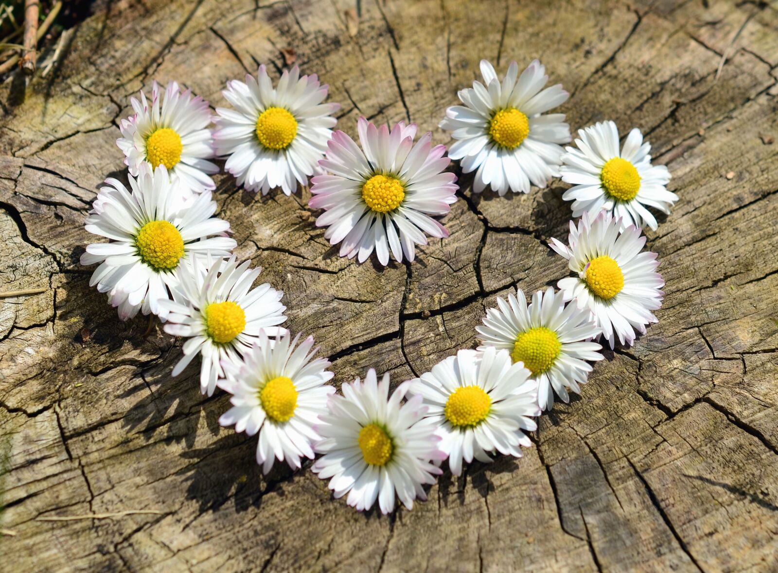 Nikon D5100 sample photo. Daisy, stump, tree, heart photography