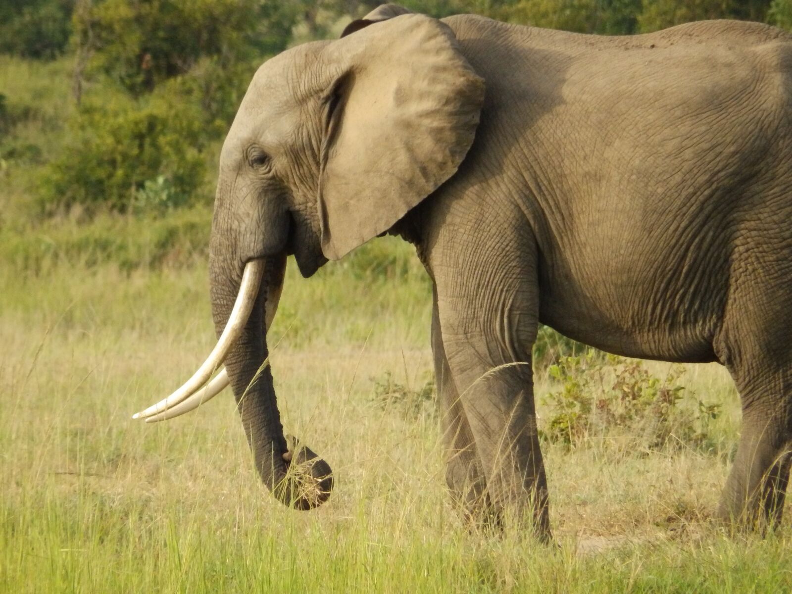 Olympus SP-820UZ sample photo. Africa, elephant, wildlife photography