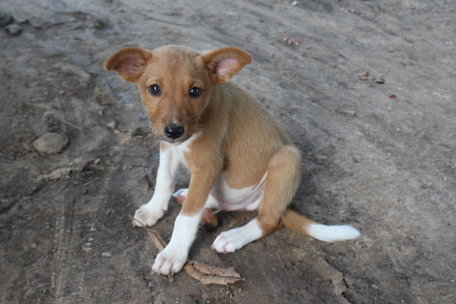 Canon EOS 1200D (EOS Rebel T5 / EOS Kiss X70 / EOS Hi) sample photo. Doggy, dog, puppy photography