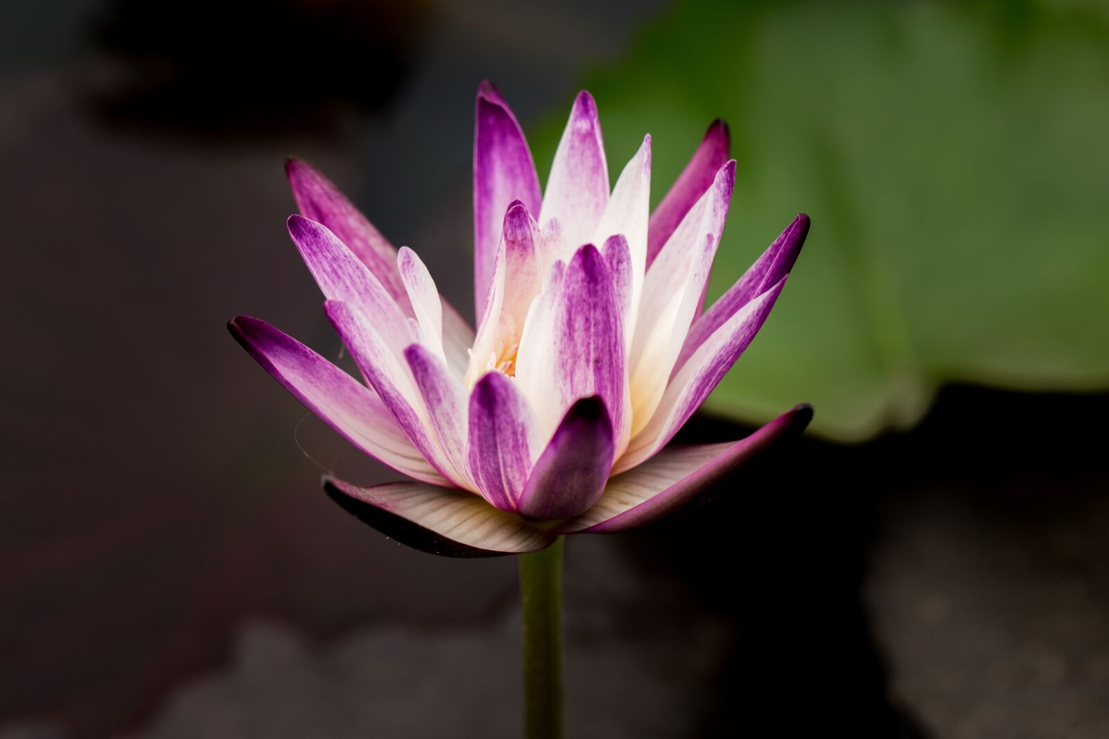 Canon EF 100mm F2.8L Macro IS USM sample photo. Water lily, nuphar lutea photography