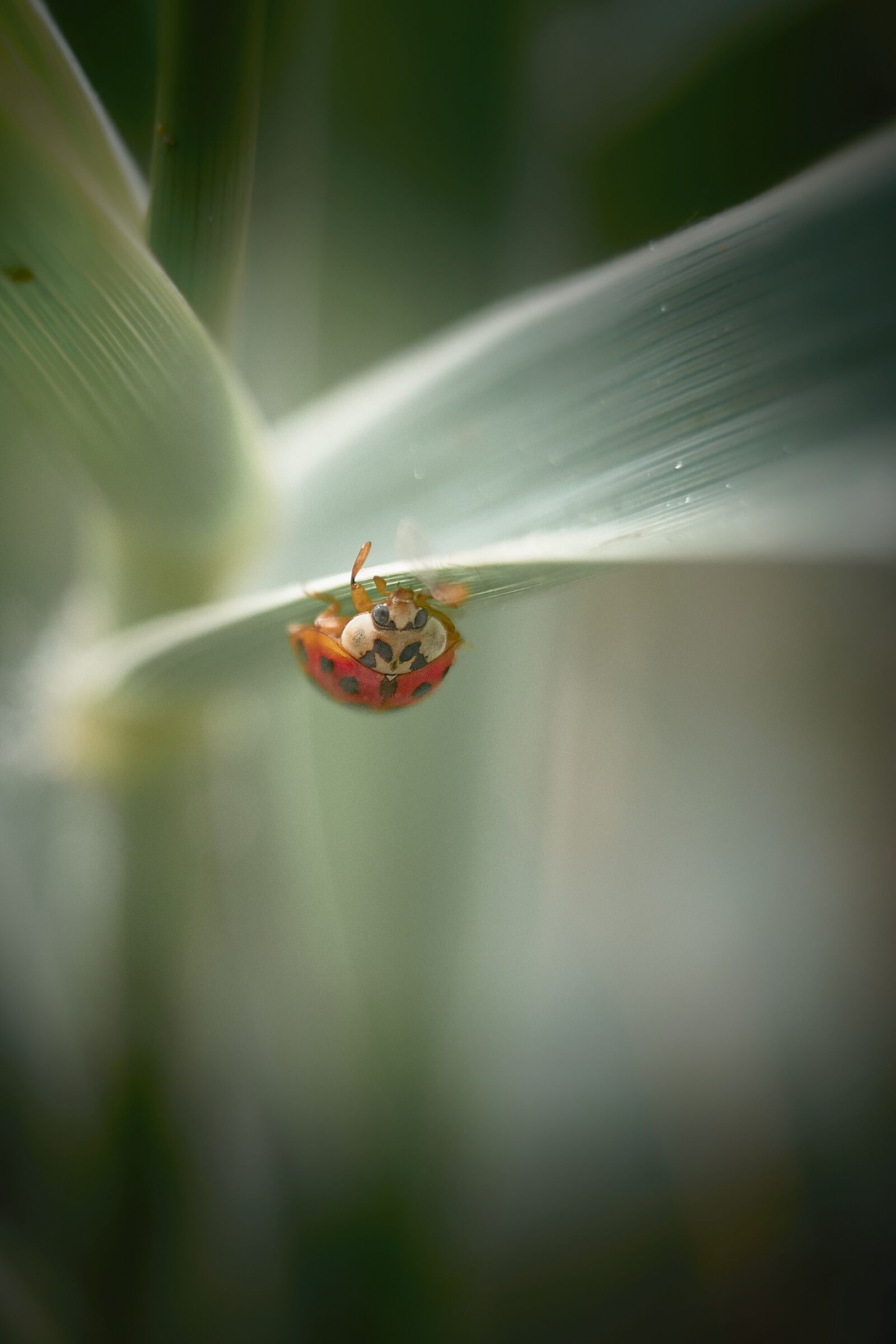 Olympus M.ZUIKO DIGITAL ED 12-40mm 1:2.8 sample photo. Ladybug, insect, scarab photography