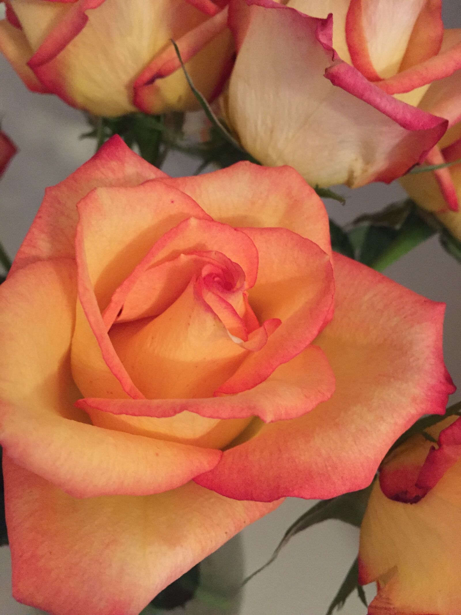 Apple iPhone 6 sample photo. Rose, bloom photography