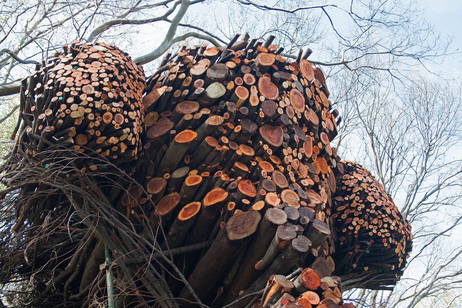 Canon EF-S 18-55mm F3.5-5.6 II sample photo. Sculpture, art, branches photography