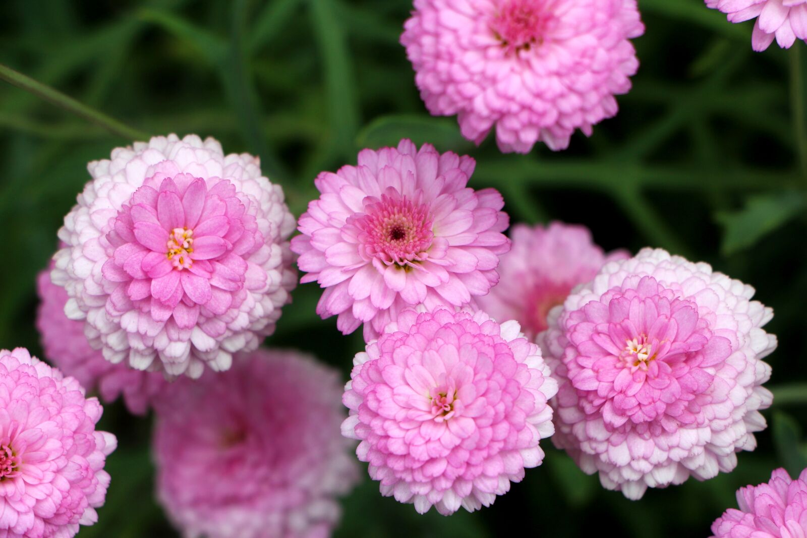 Canon EOS 650D (EOS Rebel T4i / EOS Kiss X6i) sample photo. Chrysanthemum, daisy, plants photography
