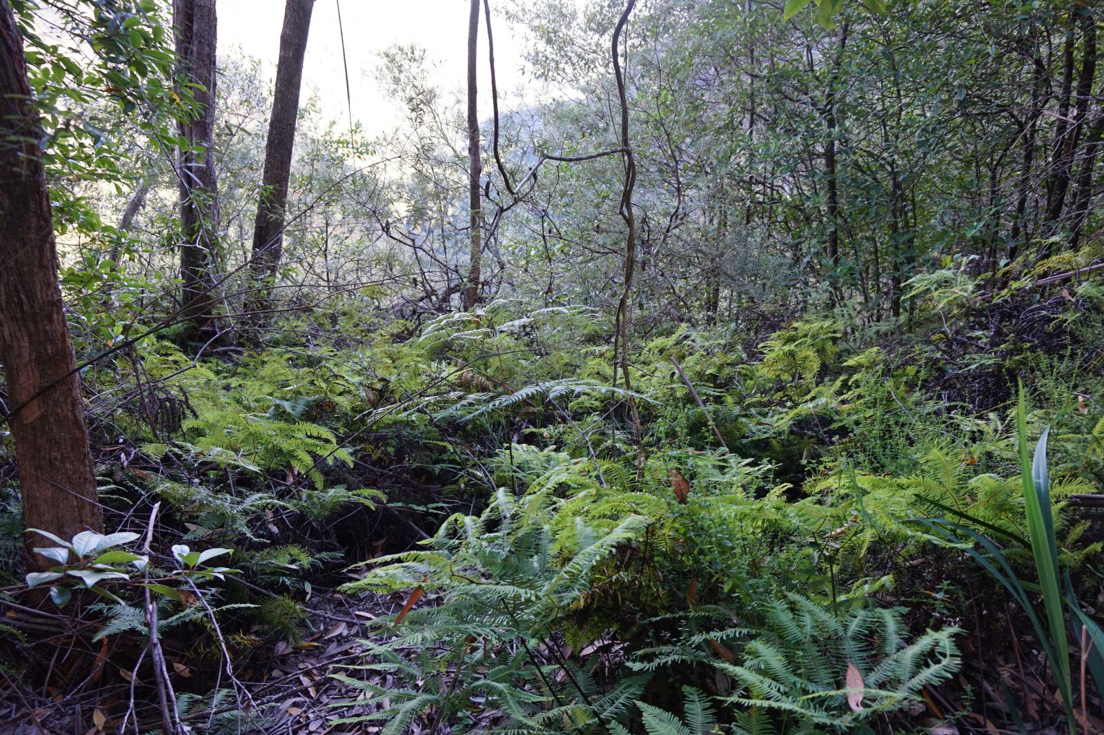 Sony Alpha a5000 (ILCE 5000) sample photo. Rainforest, shrubs, outdoors photography