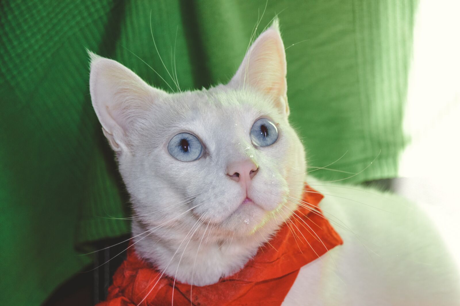 Nikon D3200 sample photo. Cat, animals, cats photography