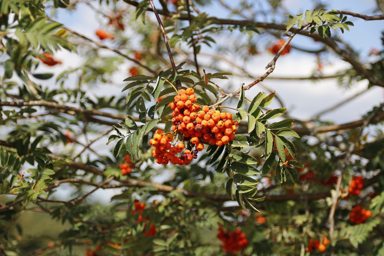 Canon EOS 700D (EOS Rebel T5i / EOS Kiss X7i) sample photo. Rowan, plant, nature photography