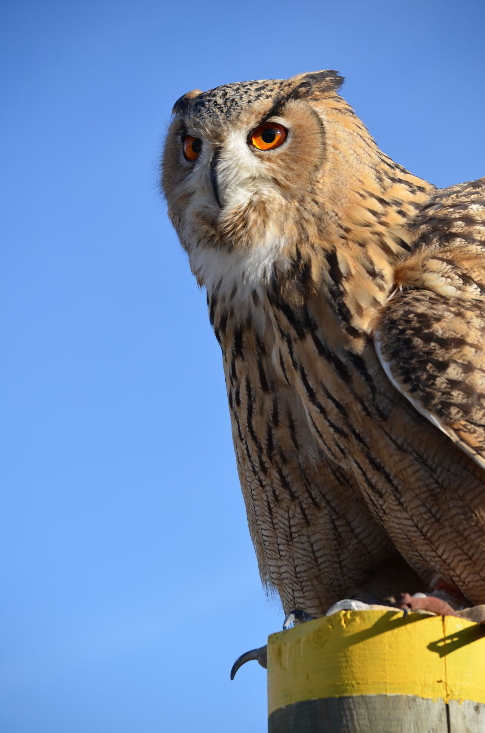 Nikon D5100 sample photo. Eagle owl, gro uhu photography