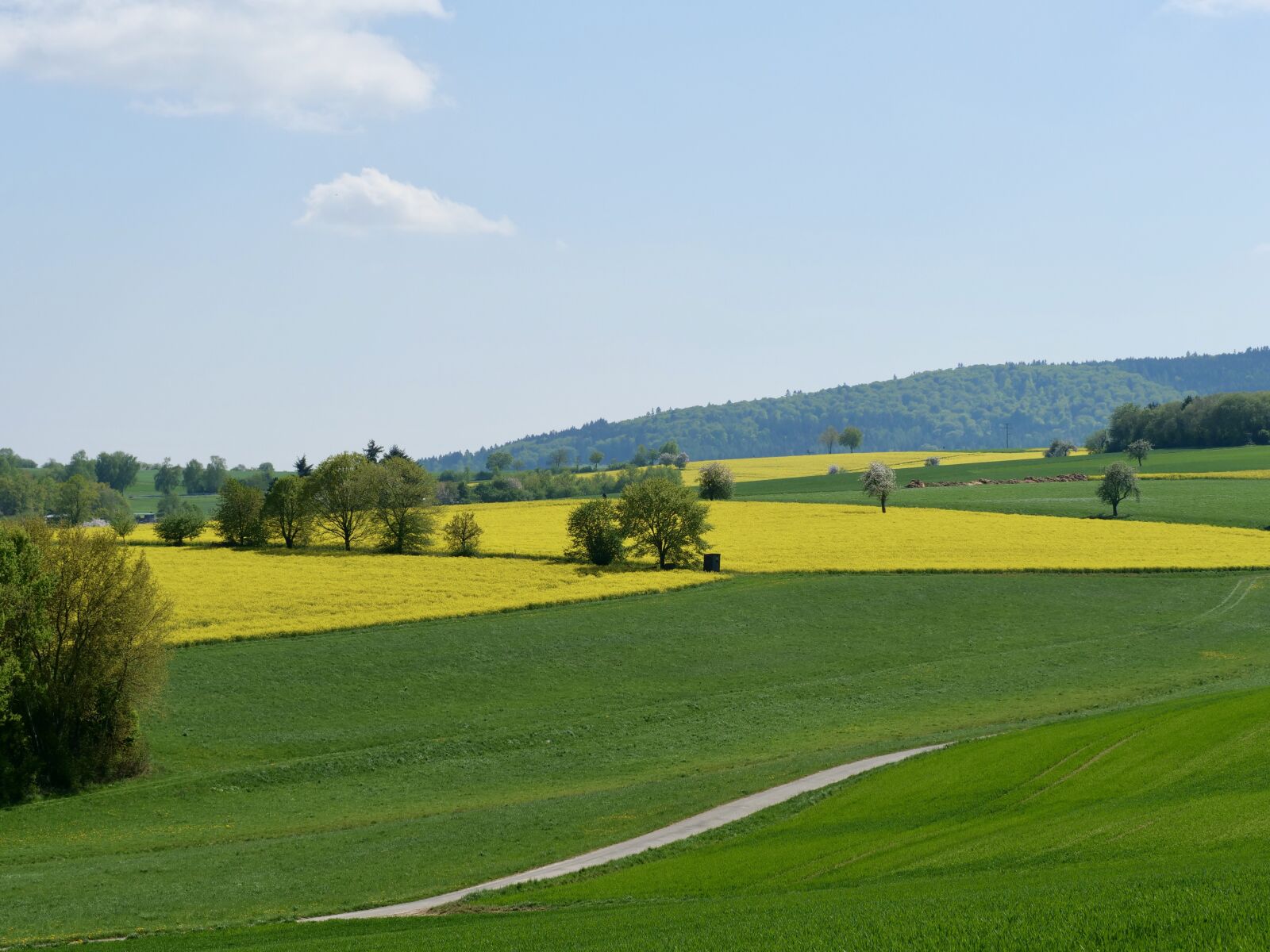 Panasonic Lumix DC-G9 sample photo. Landscape, oilseed rape, nature photography