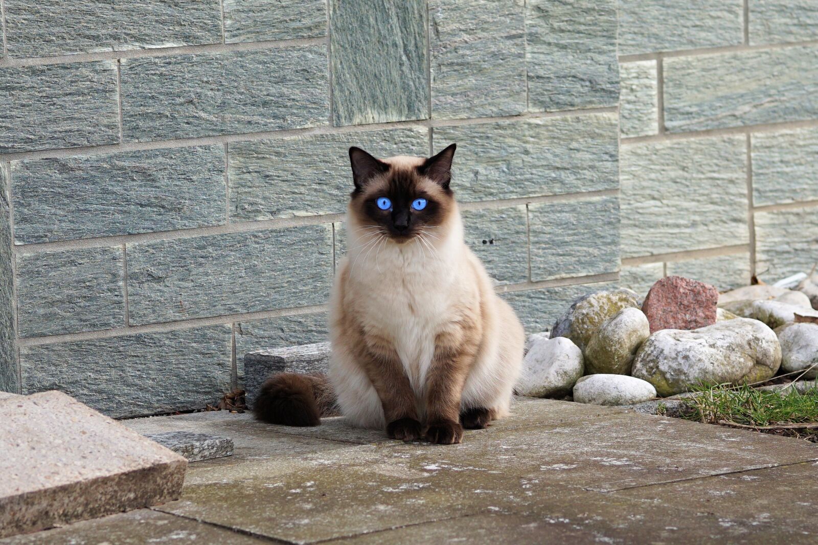 Sony a6000 + E 60mm F2.8 sample photo. Cat, siamese cat, fur photography