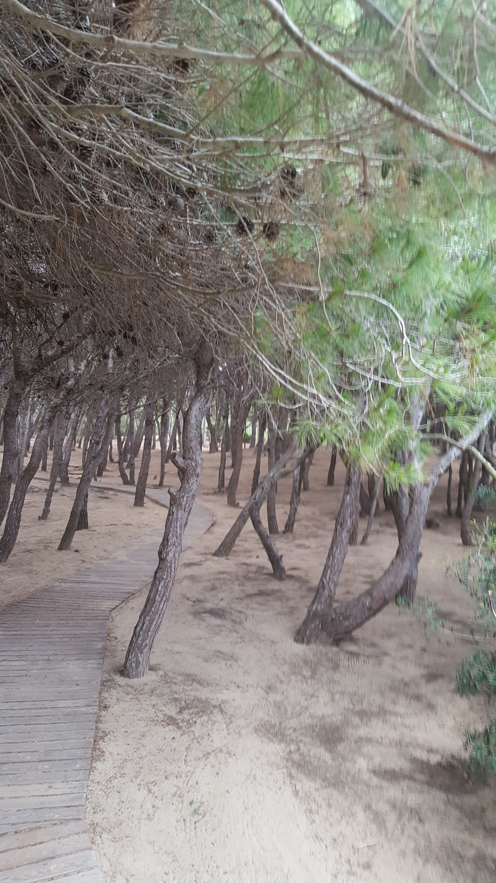 Samsung Galaxy S6 sample photo. Trees, path, mystical photography