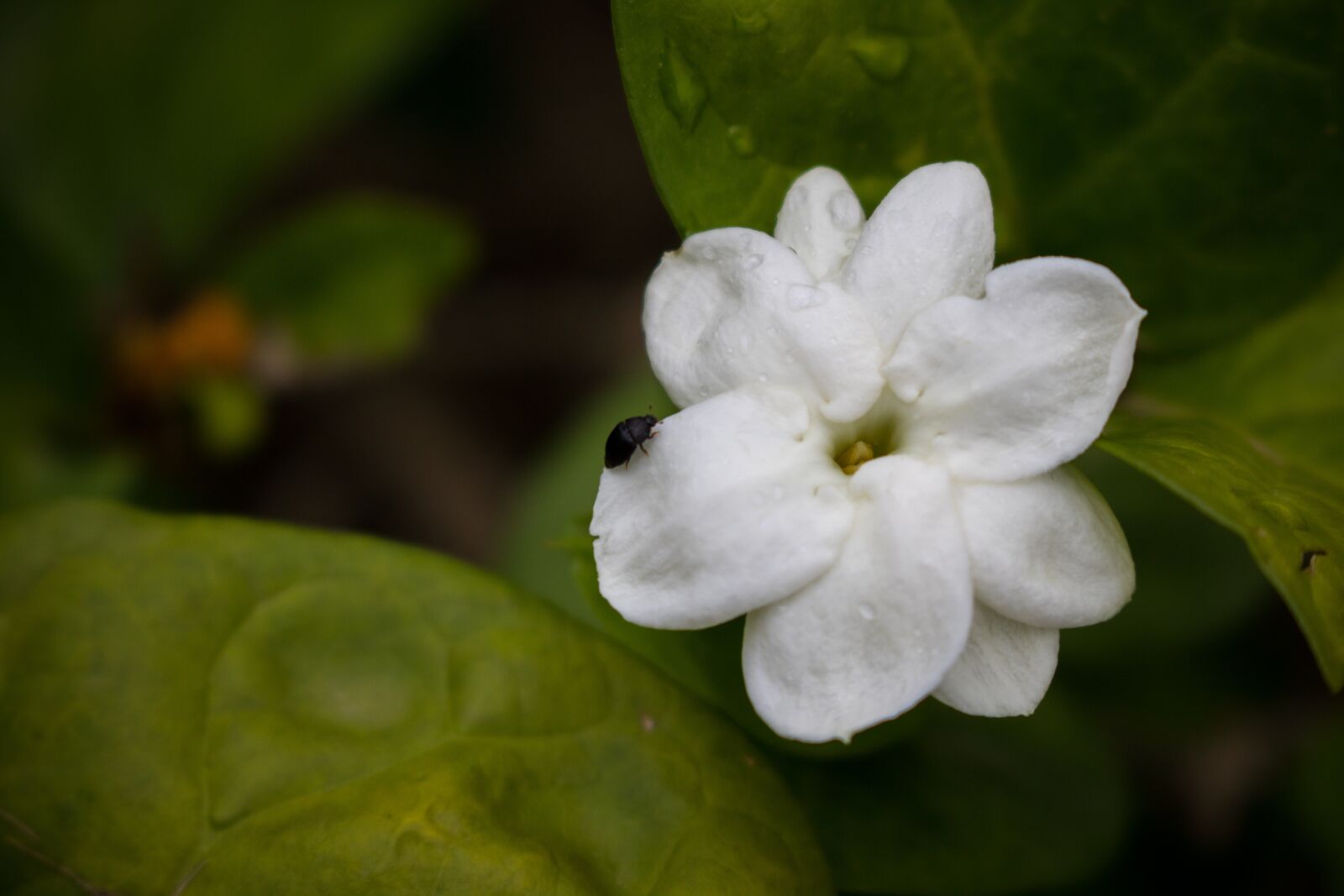 Canon EOS 750D (EOS Rebel T6i / EOS Kiss X8i) sample photo. Jasmine, insect, flower photography