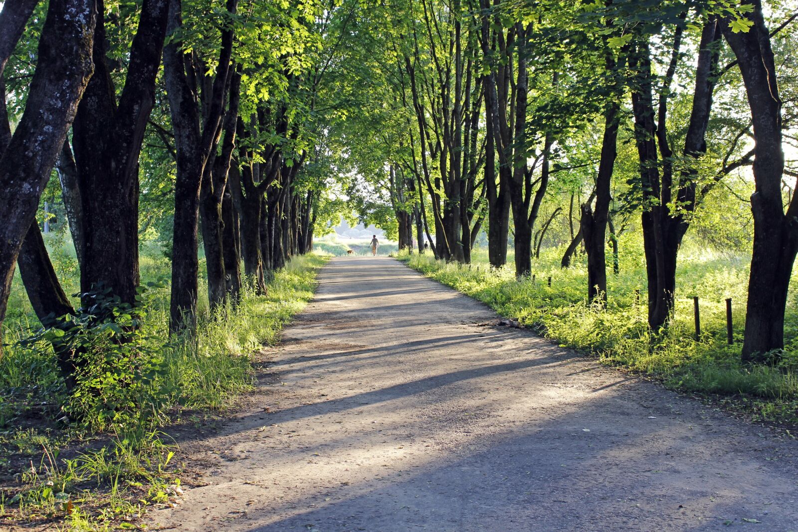 Canon EOS 100D (EOS Rebel SL1 / EOS Kiss X7) sample photo. Alley, basswood, river photography