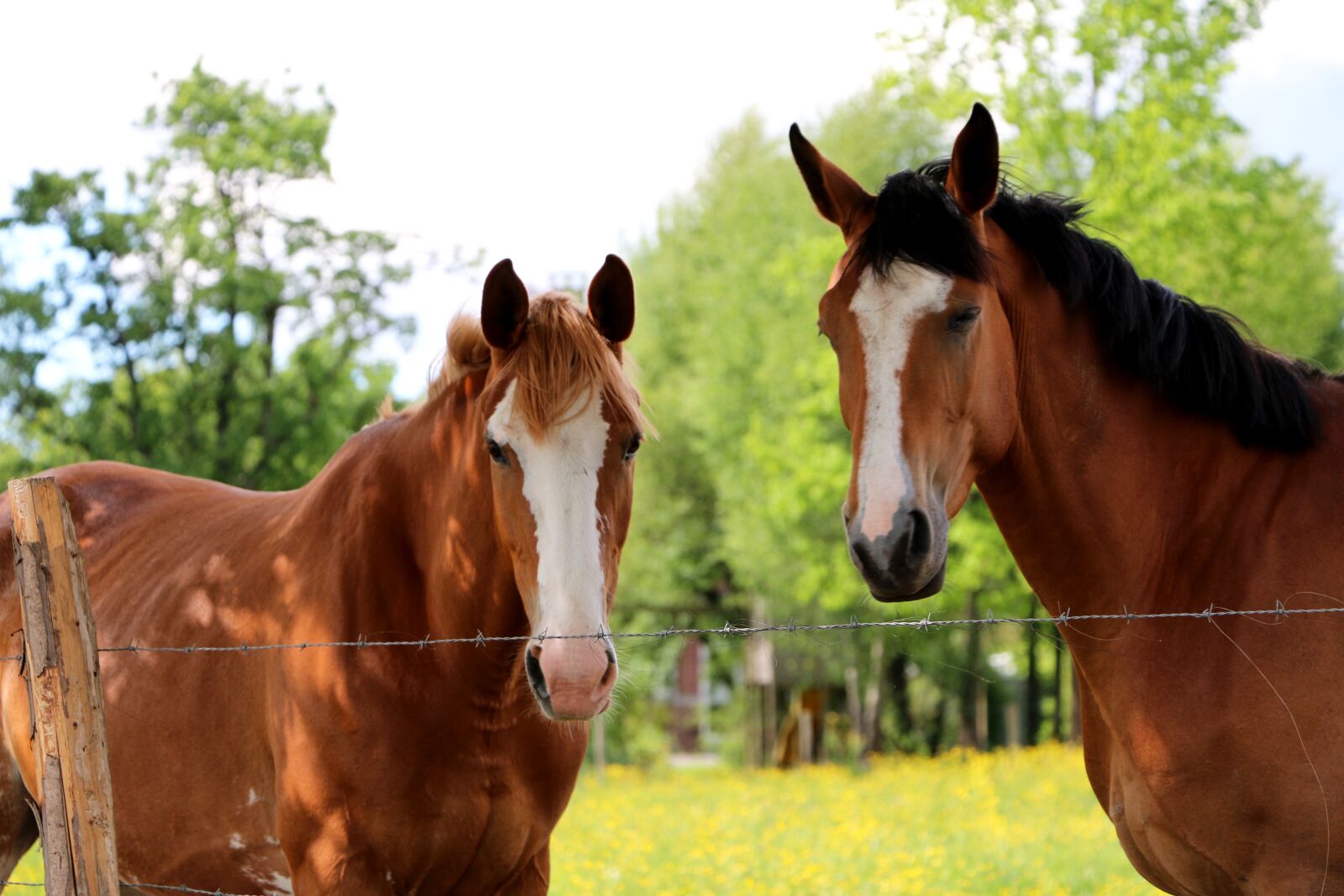 Canon EOS 70D sample photo. Horse, animal photography
