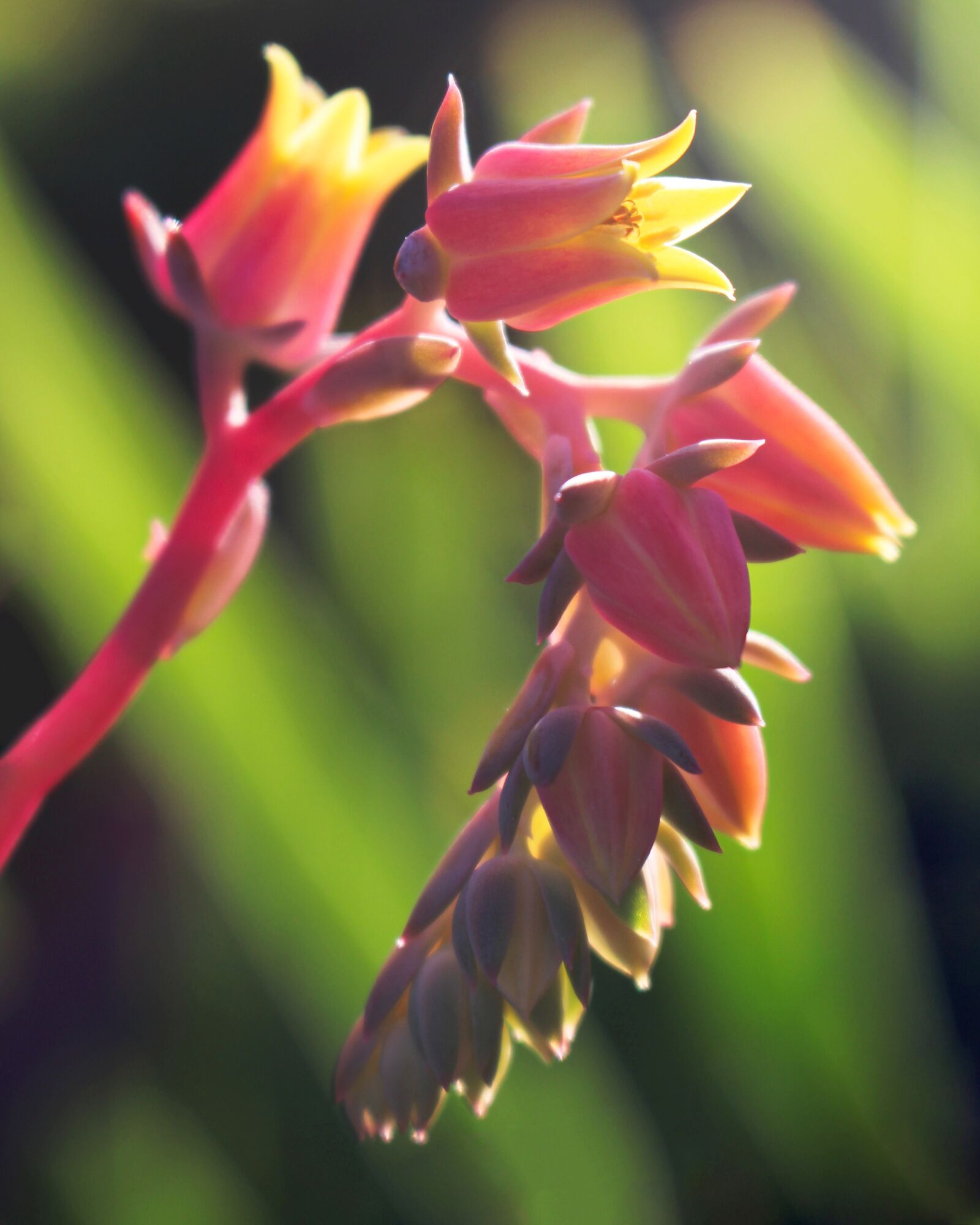 Canon EOS 700D (EOS Rebel T5i / EOS Kiss X7i) sample photo. Echeveria, succulent, flowers photography