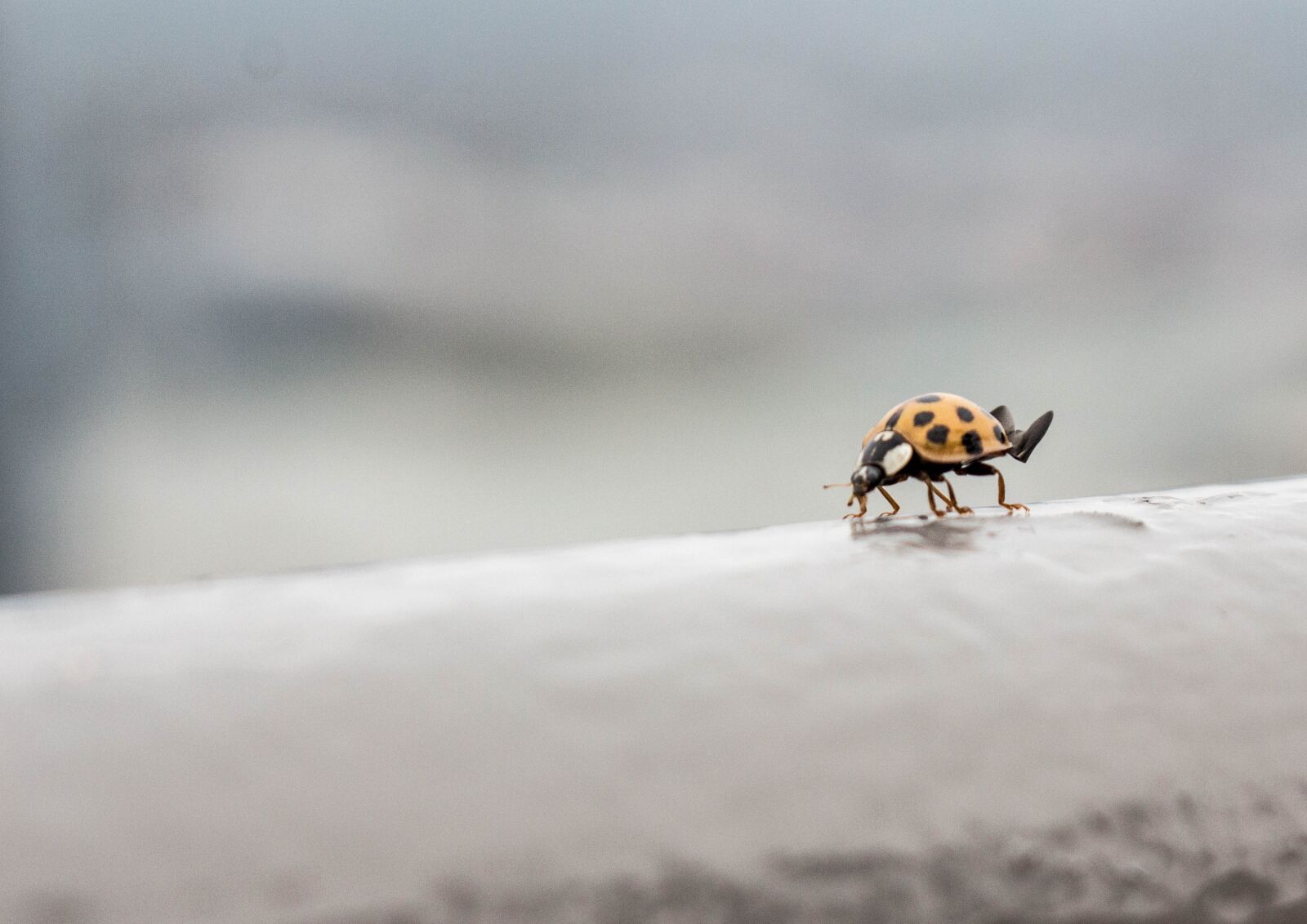 Canon EOS 700D (EOS Rebel T5i / EOS Kiss X7i) sample photo. Insect, bug, lady photography