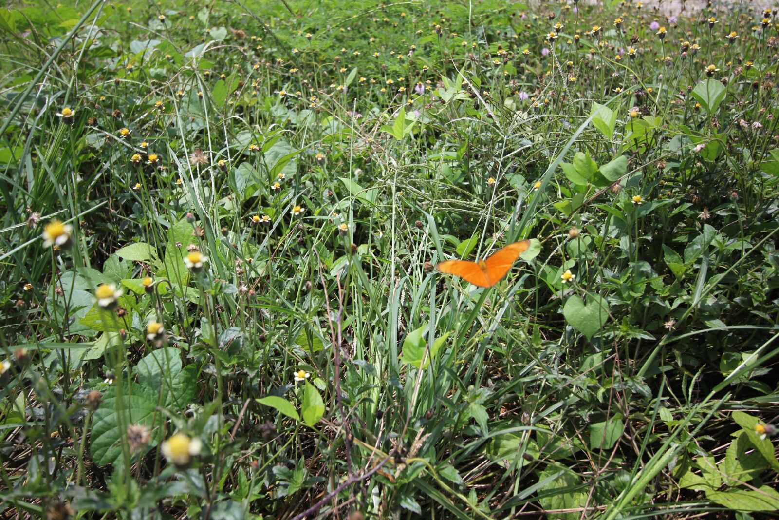 Canon EOS 550D (EOS Rebel T2i / EOS Kiss X4) sample photo. Nature, grass, butterfly photography