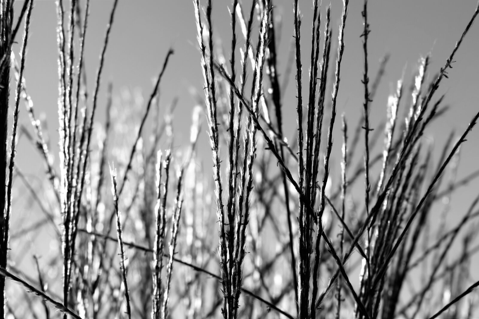 Nikon D5500 sample photo. Grasses, nature, plant photography
