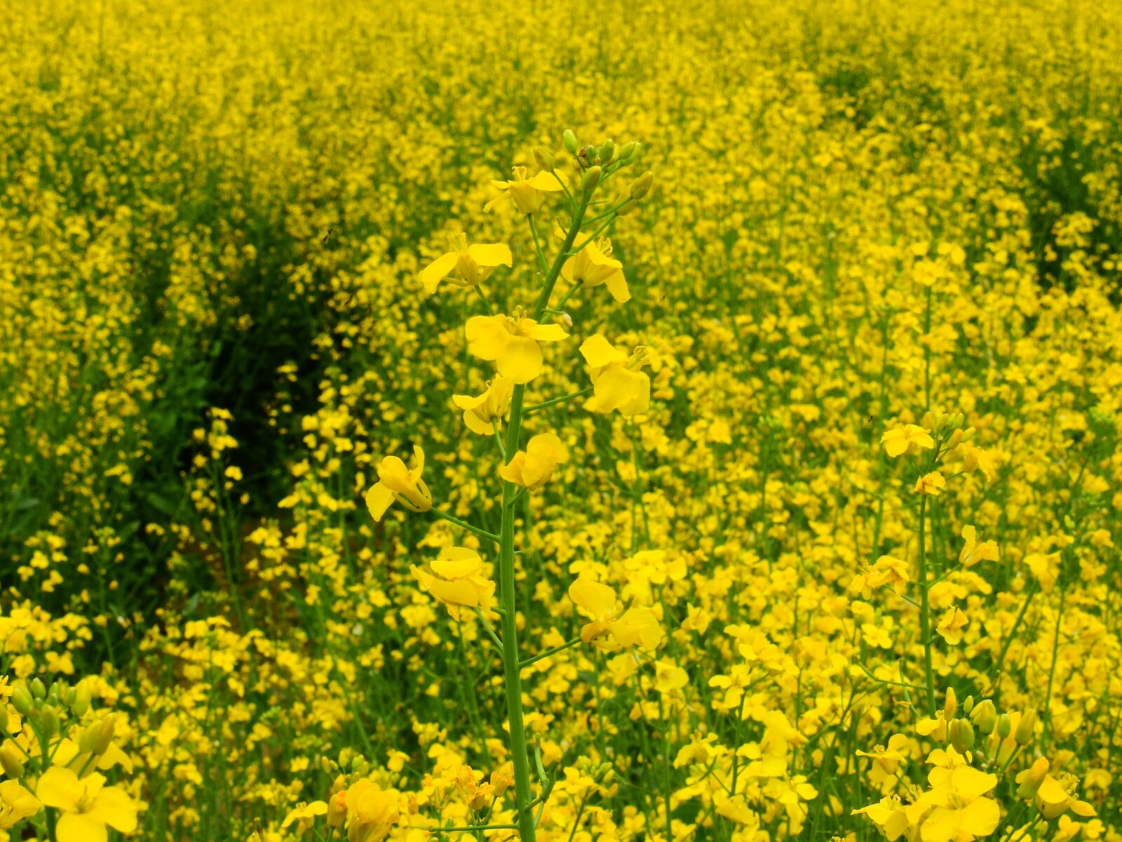 Nikon Coolpix P900 sample photo. Oilseed rape, field of photography