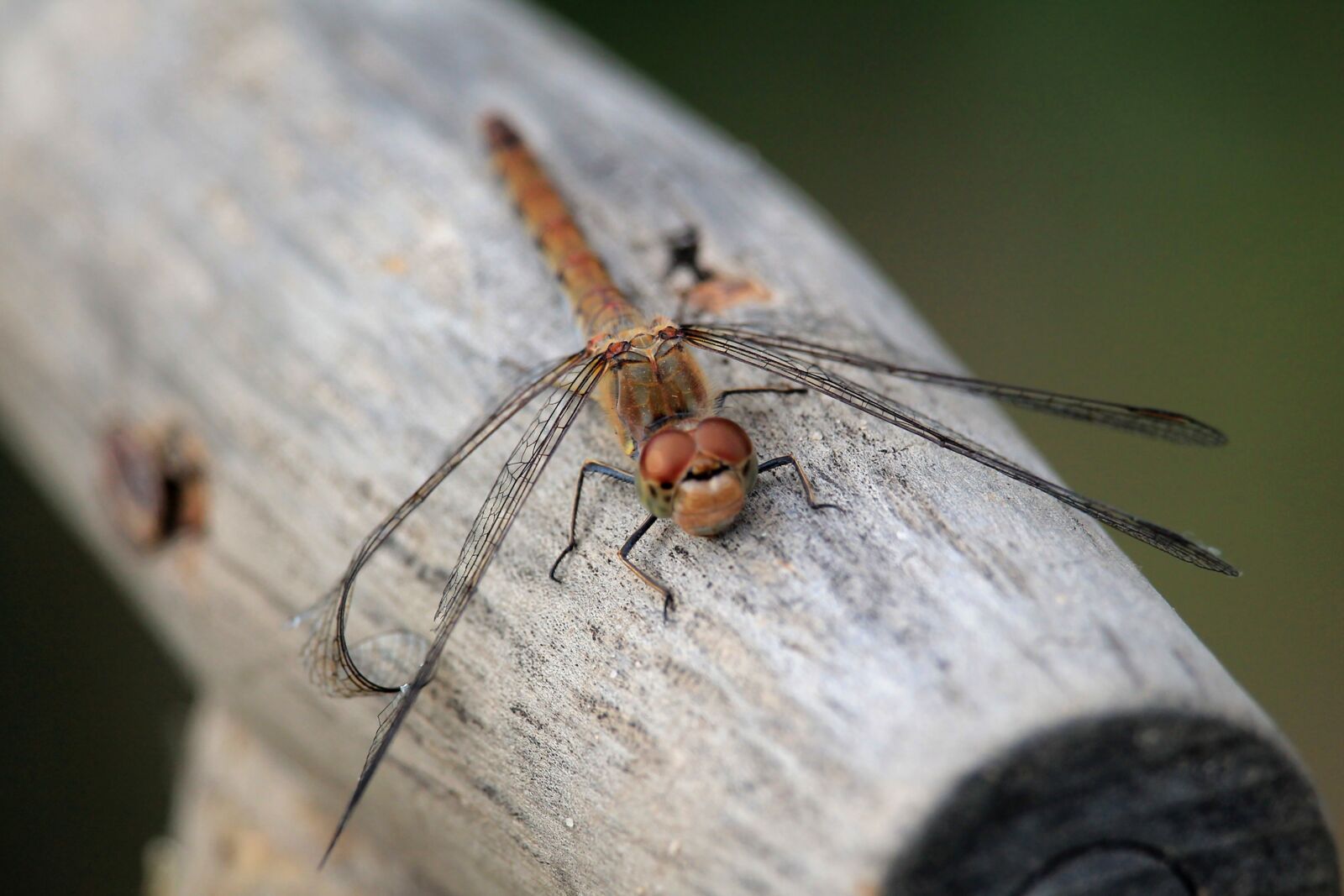 Canon EF-S 55-250mm F4-5.6 IS STM sample photo. Dragonfly, insect, close up photography