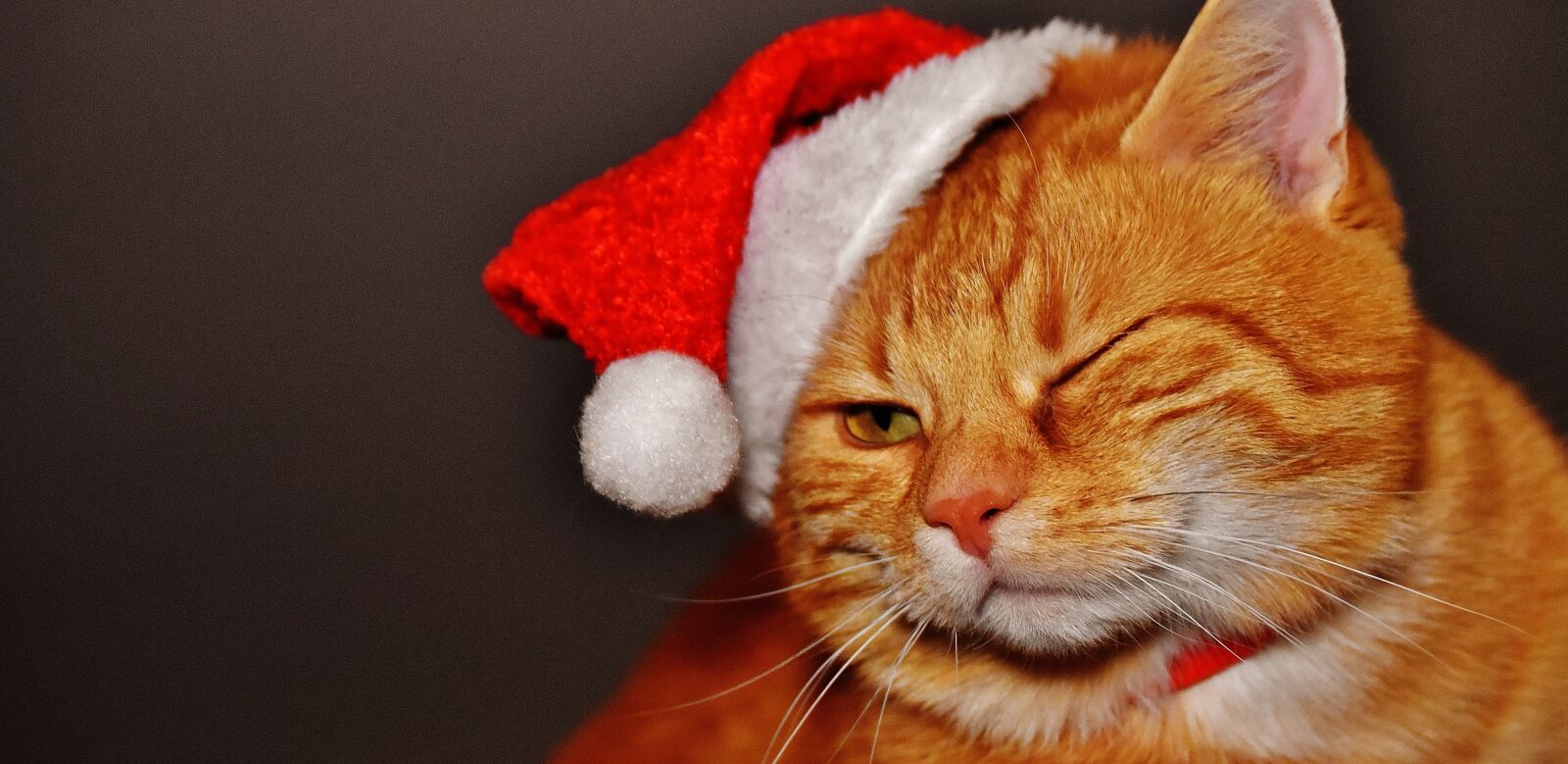 Nikon D7200 sample photo. Cat, red, christmas photography