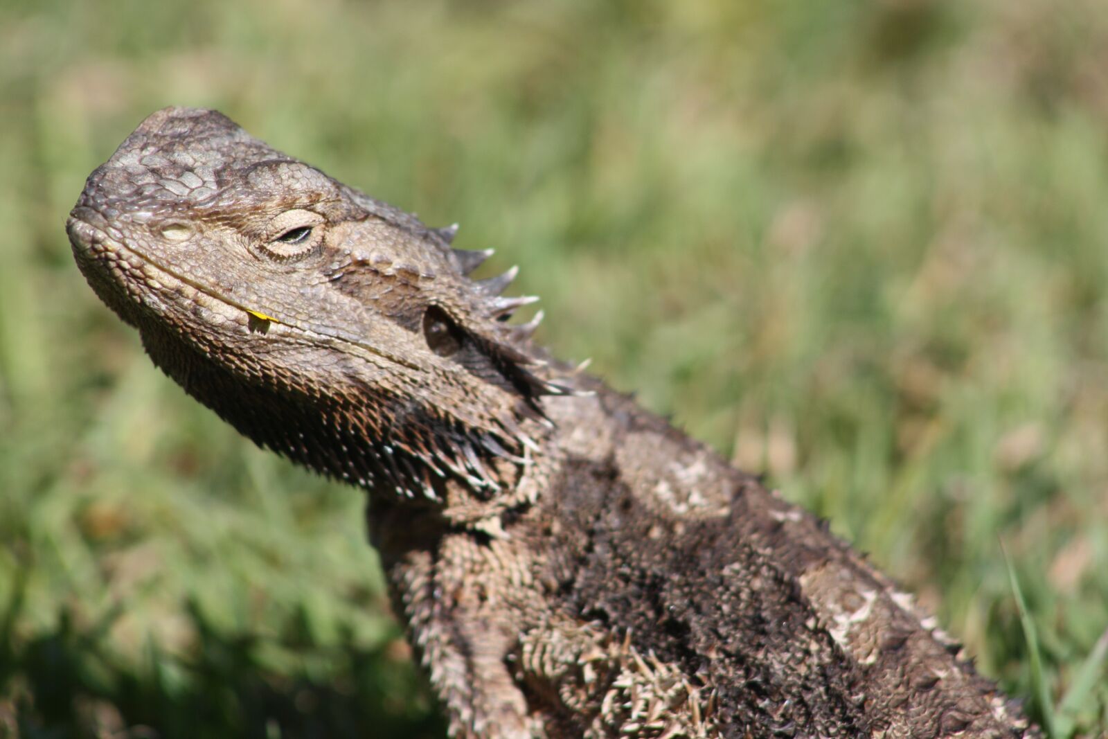 Canon EOS 1000D (EOS Digital Rebel XS / EOS Kiss F) sample photo. Water dragon, lizard, brisbane photography
