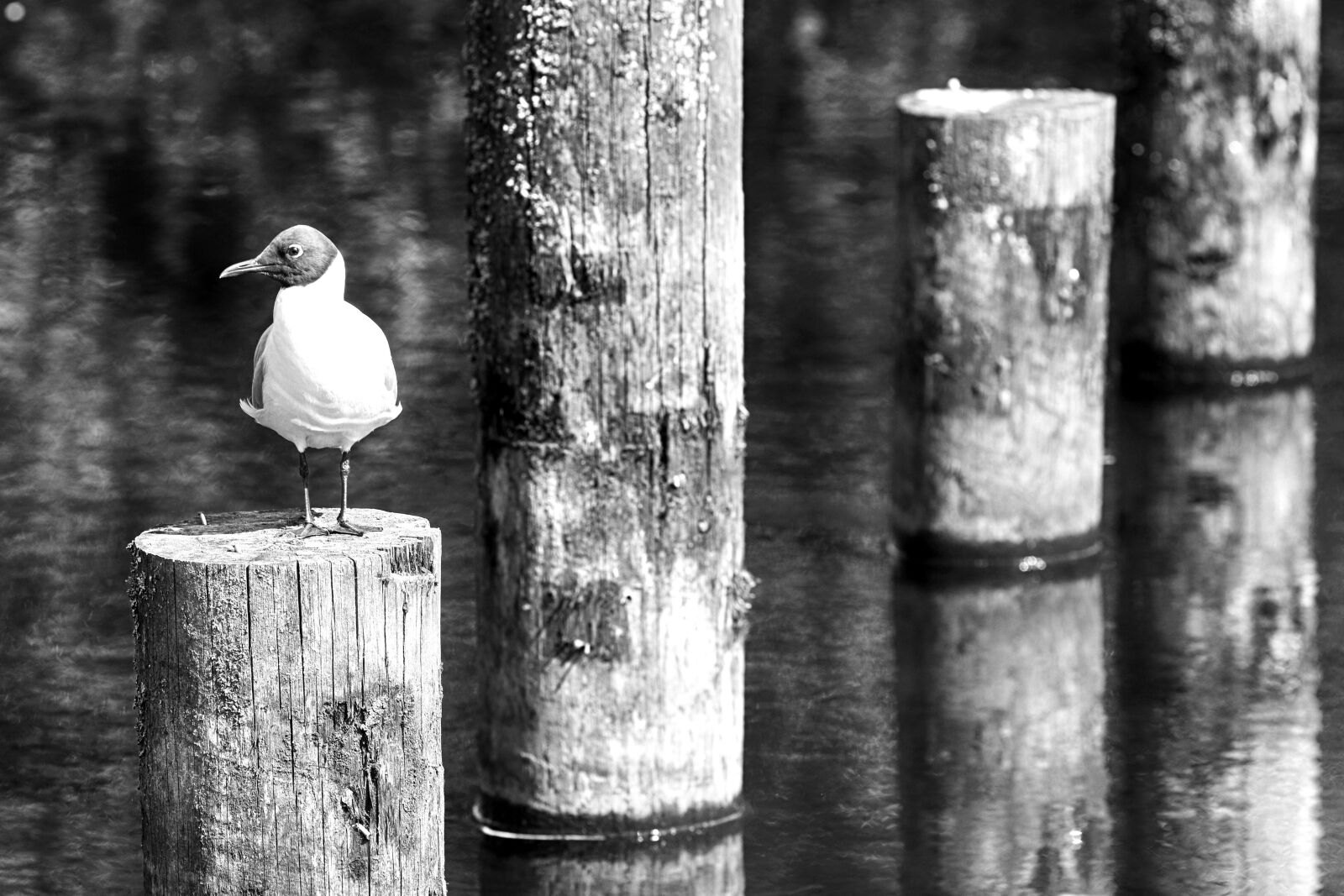 Canon EOS 7D Mark II + Canon EF 135mm F2L USM sample photo. Bird, water, nature photography