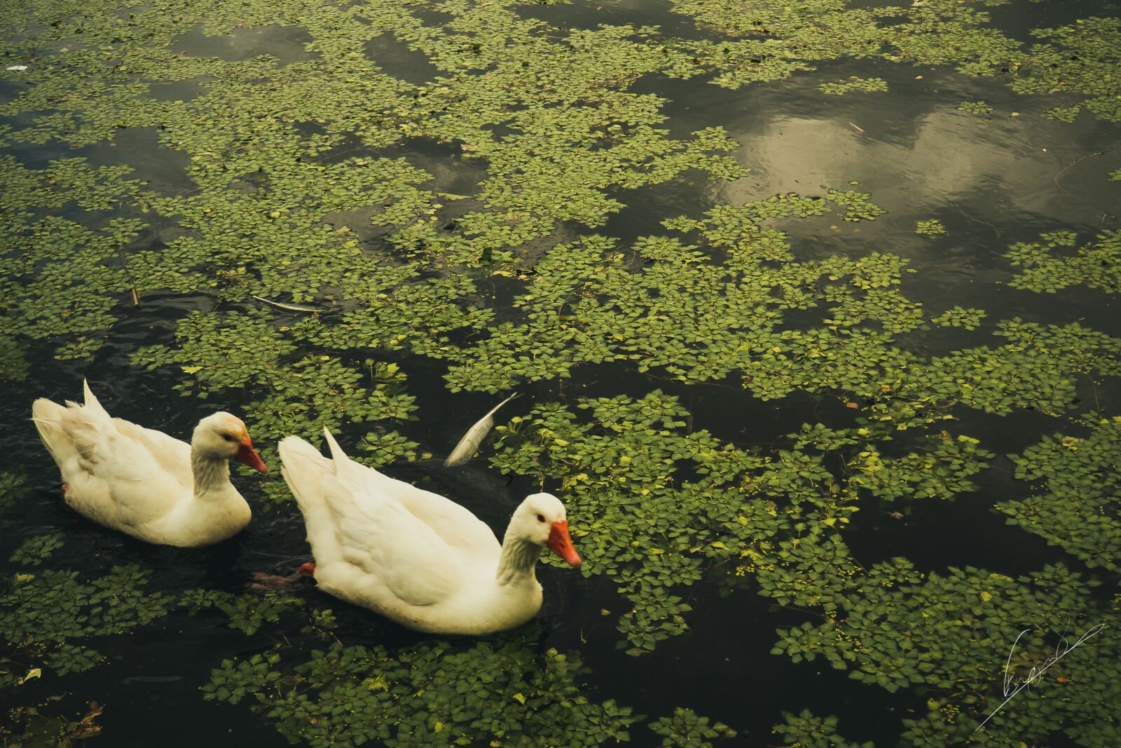Olympus M.Zuiko Digital 14-42mm F3.5-5.6 II R sample photo. Ducks, duck, lake photography