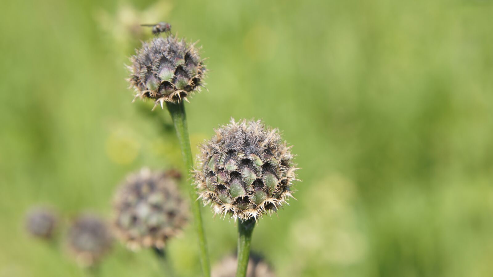 Sony SLT-A55 (SLT-A55V) sample photo. Thistle, wildflowers, flower photography