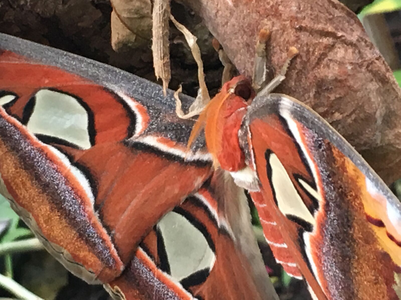 Apple iPhone 6s sample photo. Camouflage, camouflage paint, close photography
