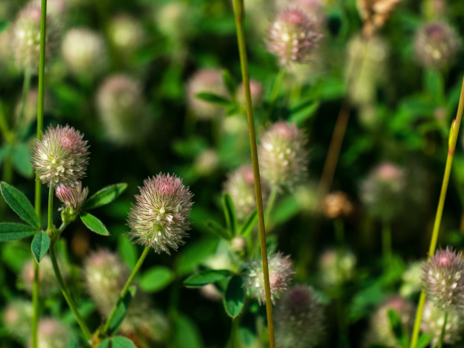 Olympus OM-D E-M10 III sample photo. Plant, retail, shaggy photography