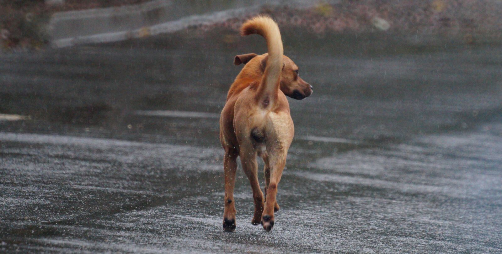 Sony 500mm F8 Reflex sample photo. Animal, dog, gamin photography