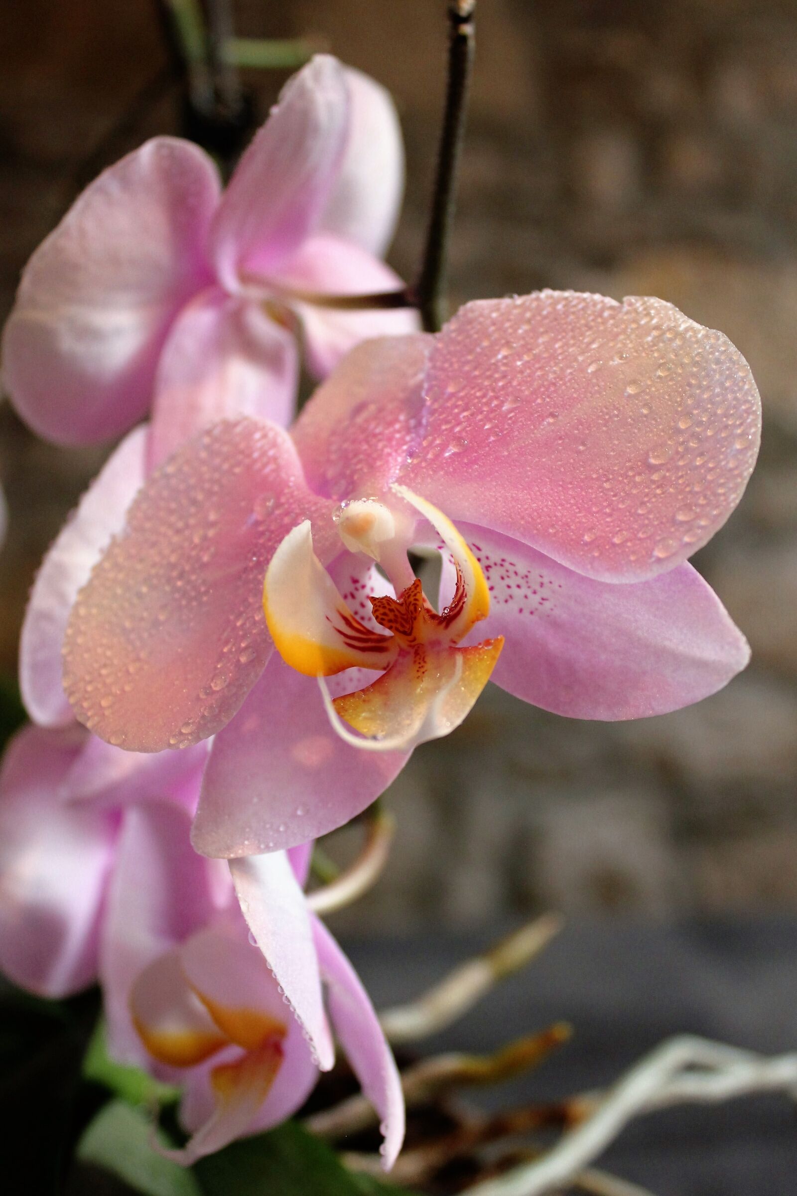 Canon EOS 550D (EOS Rebel T2i / EOS Kiss X4) sample photo. Orchid, flowers, beauty photography