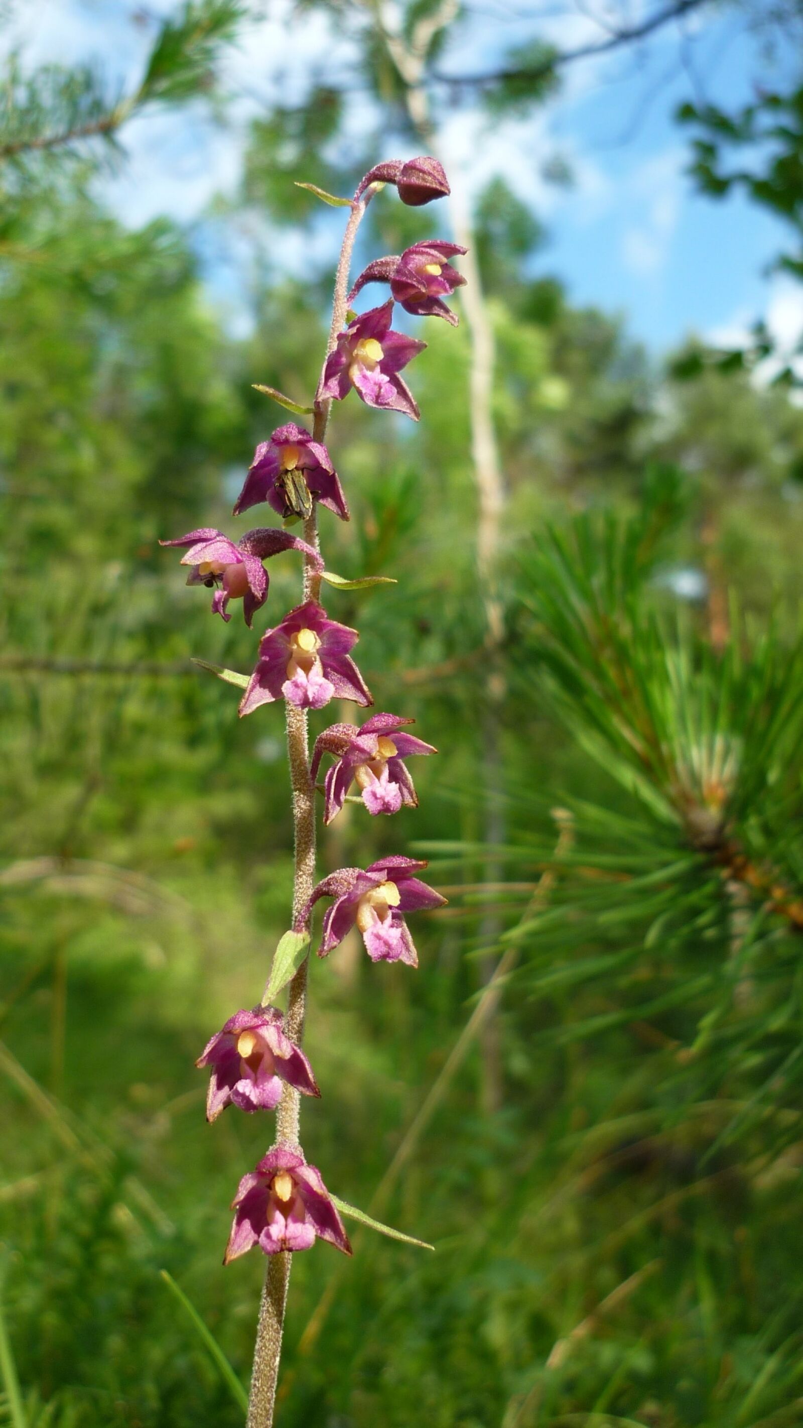 Panasonic Lumix DMC-FS6 sample photo. Dark red helleborine, german photography