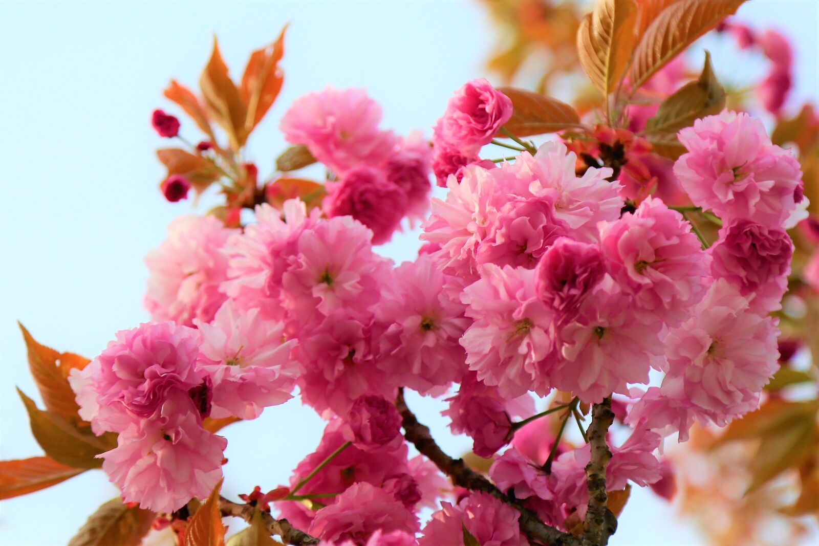 Canon EF 24-105mm F4L IS USM sample photo. Flowers, spring, tree photography