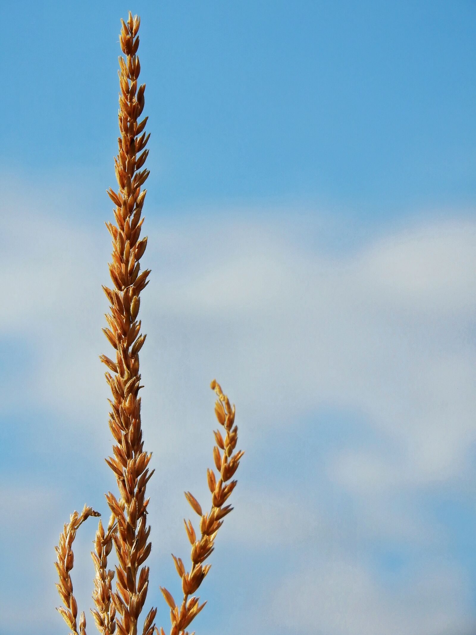 Nikon Coolpix P900 sample photo. Corn, mais imitate, ear photography