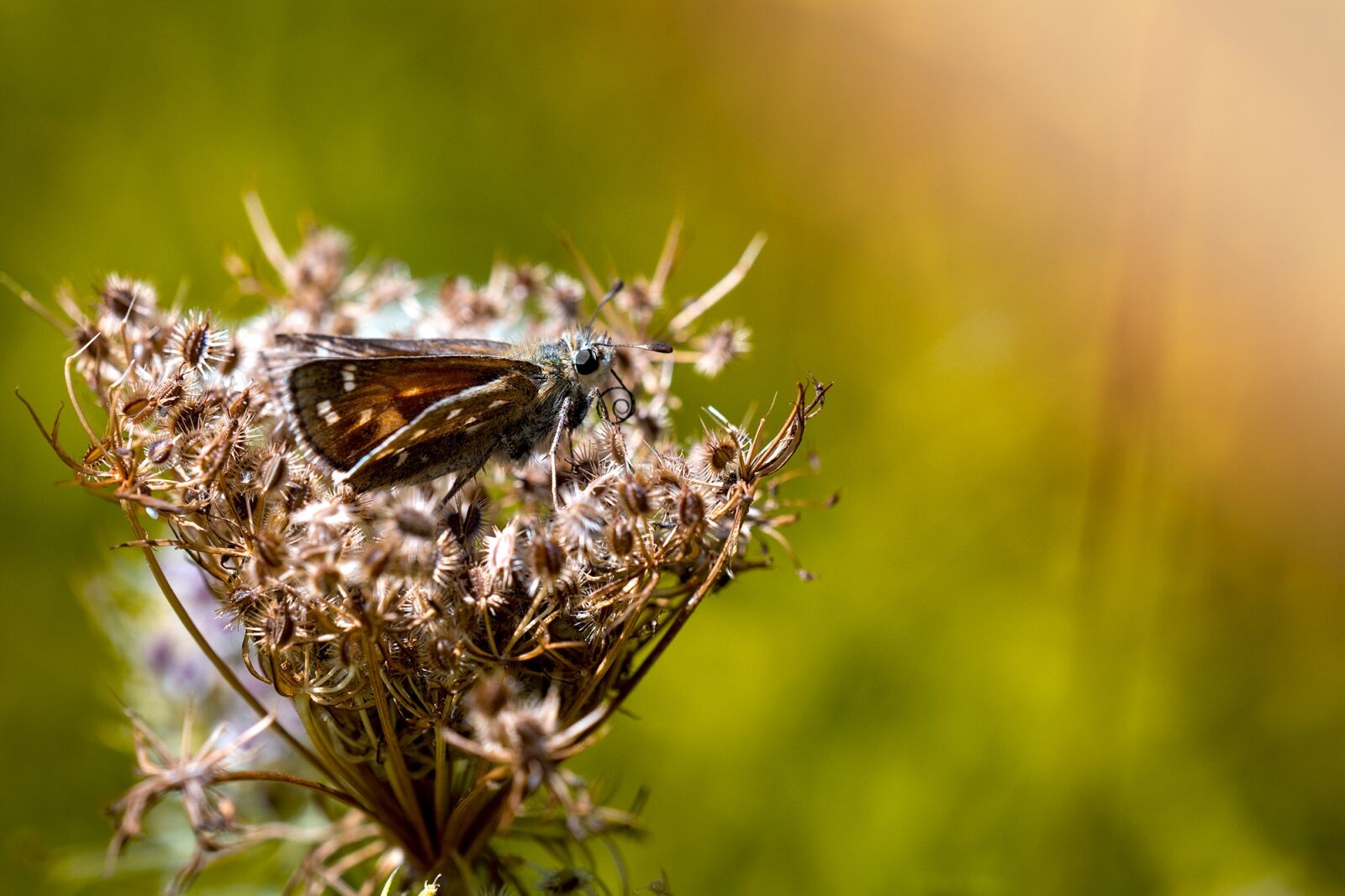 Nikon D7100 sample photo. Skipper, butterfly, insect photography
