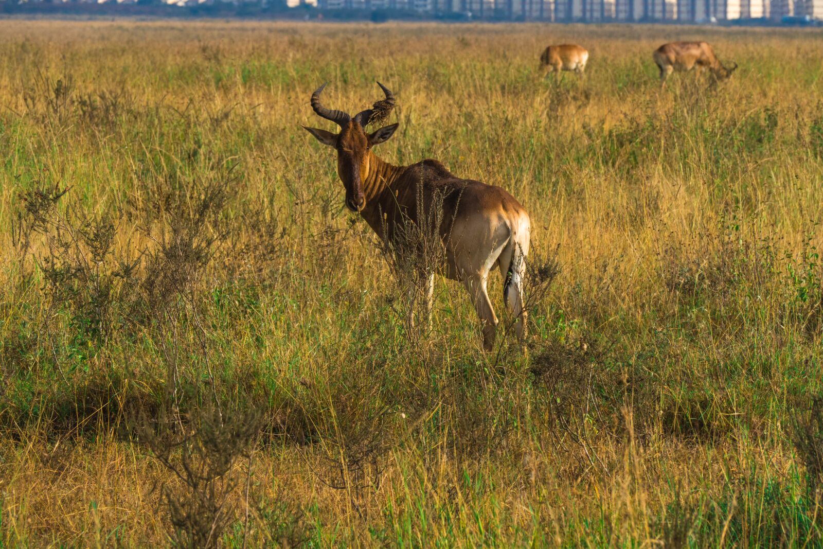 Leica V-Lux (Typ 114) sample photo. Africa, dear, wildlife photography