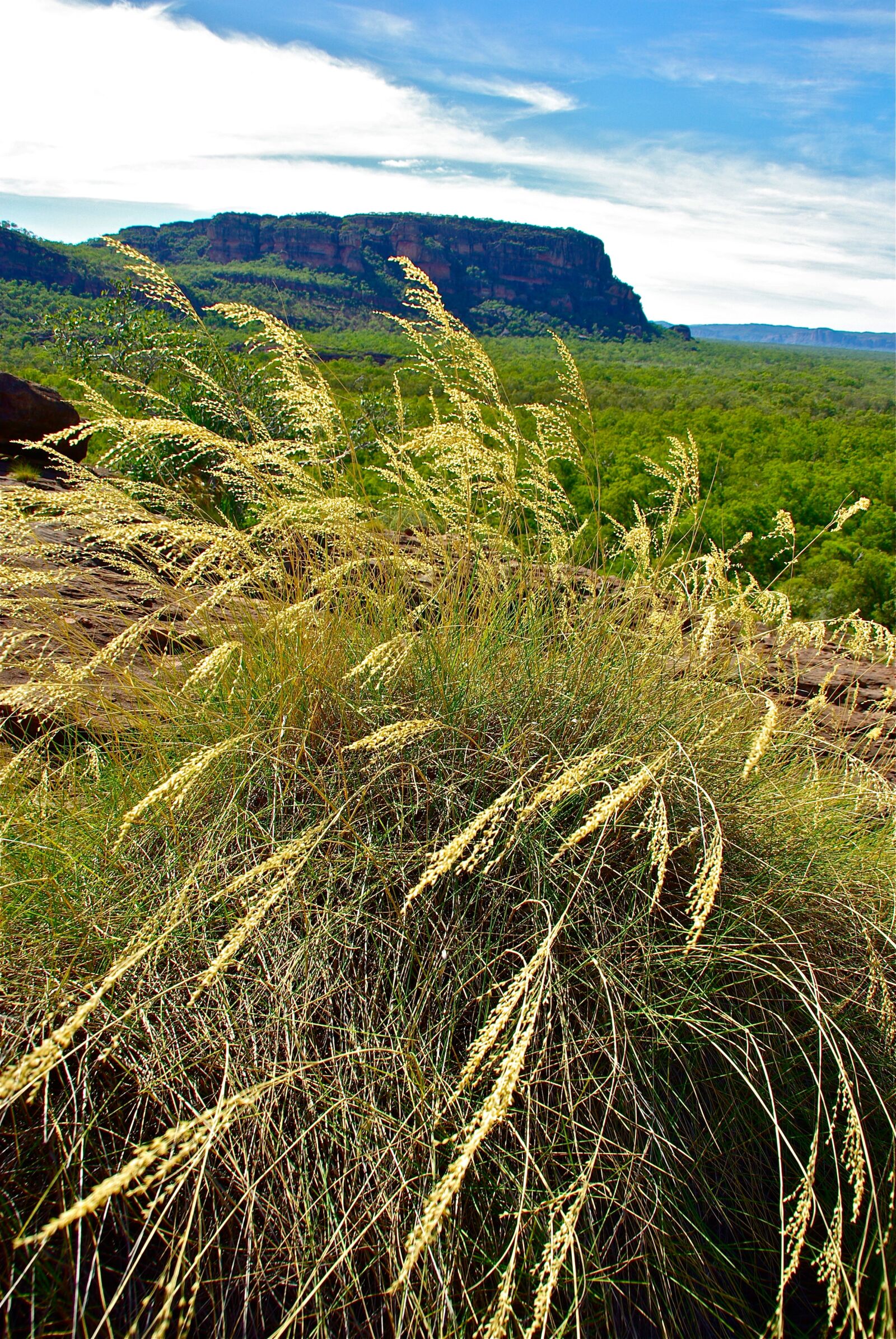 Pentax K10D sample photo. Grass, landscape, nature photography