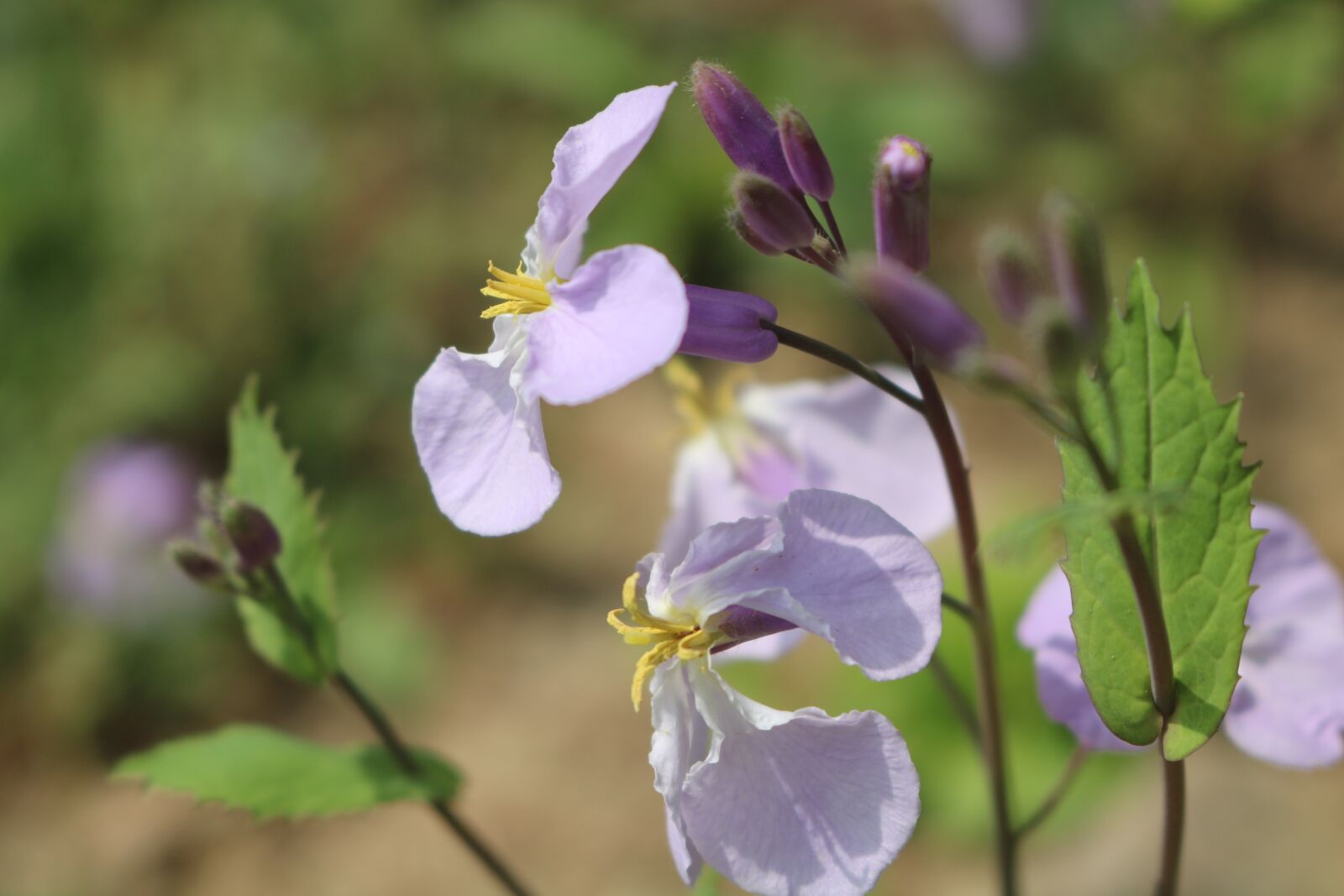 Canon EOS 750D (EOS Rebel T6i / EOS Kiss X8i) sample photo. Nature, flower, plant photography