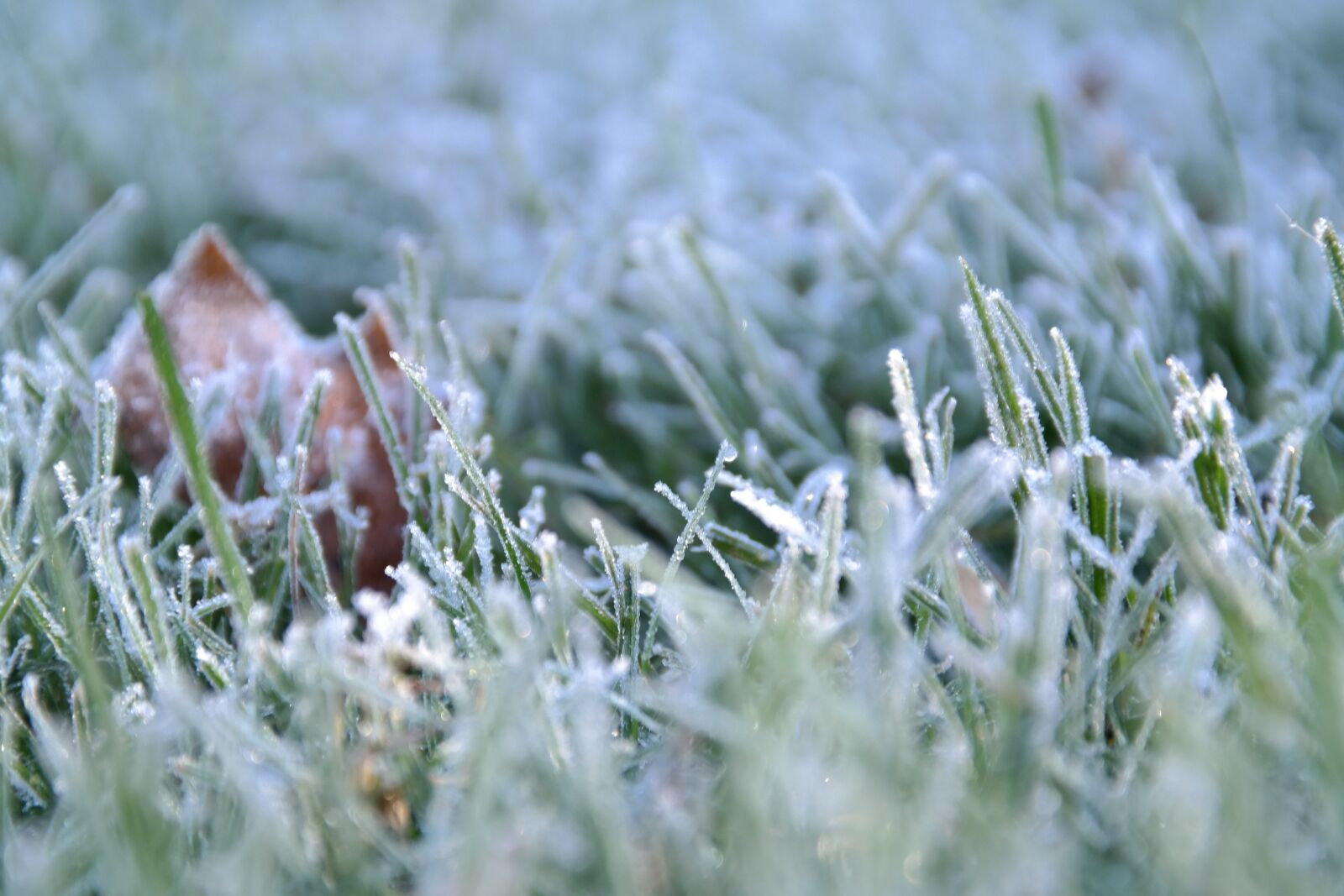 Samsung NX300 sample photo. Winter, frost, hoarfrost photography