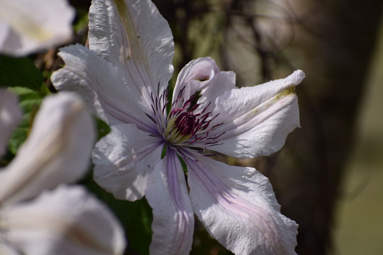 Nikon D3300 sample photo. Nature, plant, sheet photography