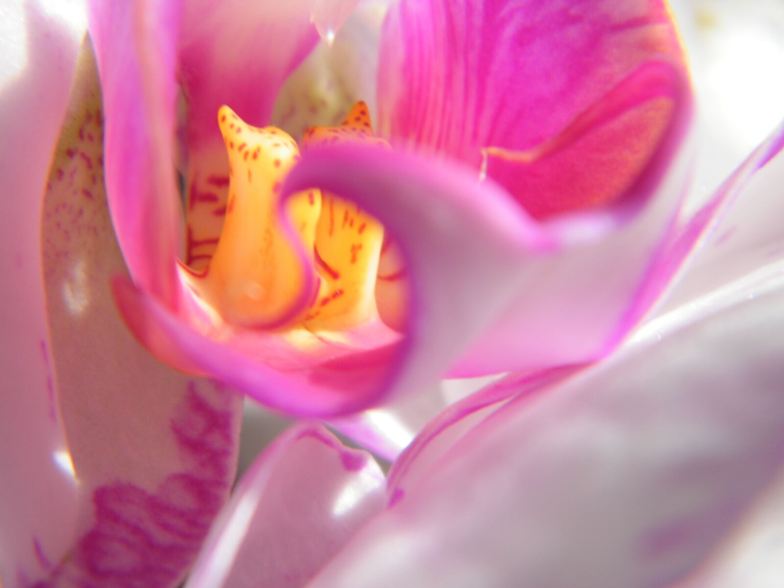 Fujifilm FinePix S2000HD sample photo. Lily, blossom, bloom photography