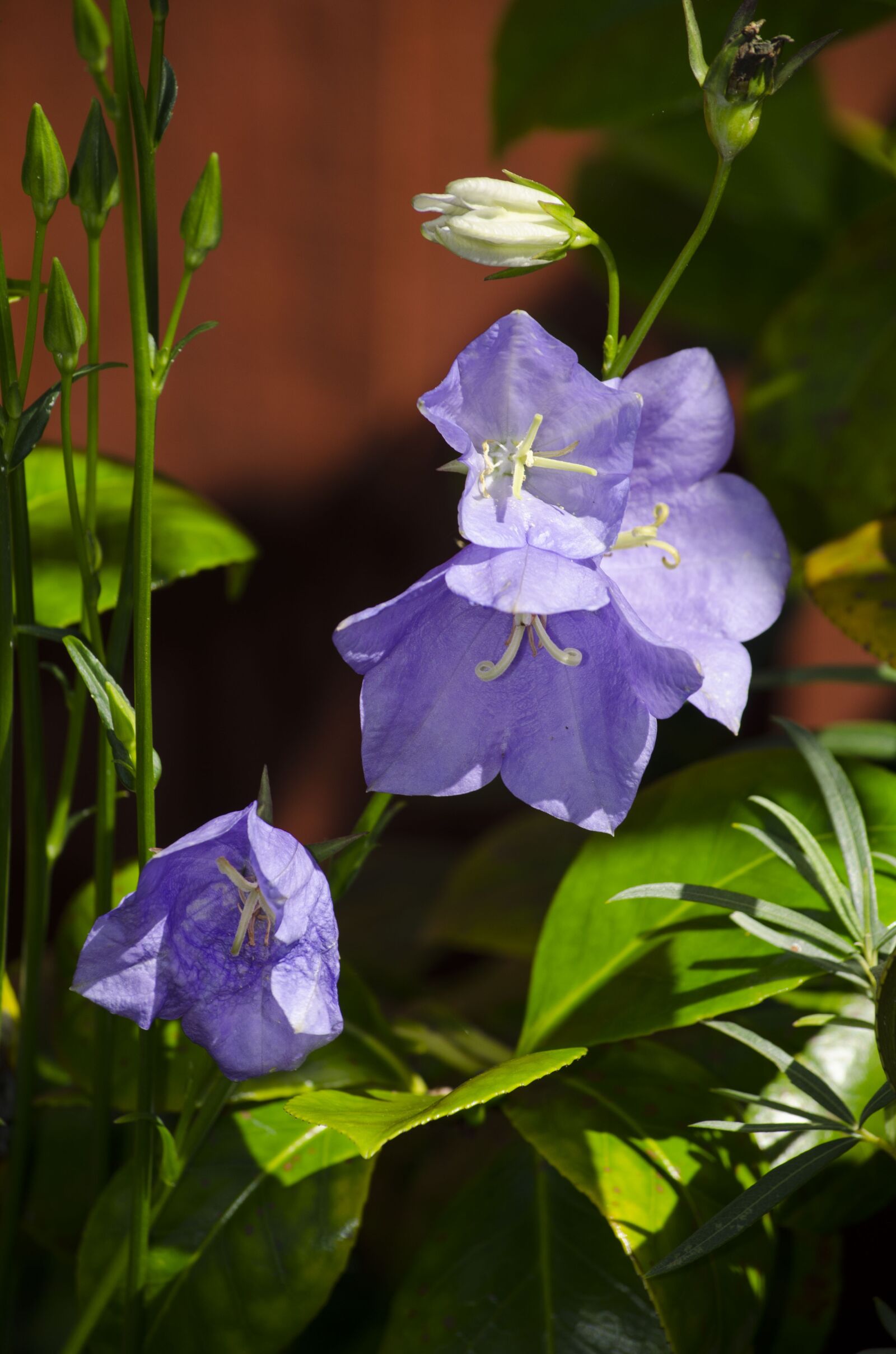 Nikon D5100 sample photo. Campanula, flower, garden photography