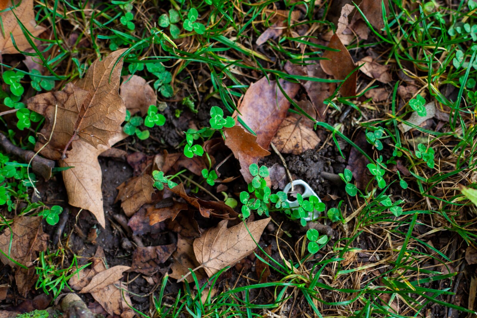 Canon EF 50mm F1.8 II sample photo. Tin flap, clover, soil photography