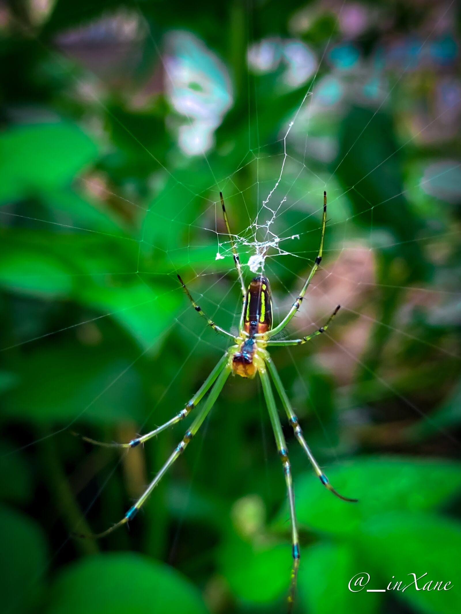 Apple iPhone 11 Pro Max sample photo. Spider, greenary, nature photography