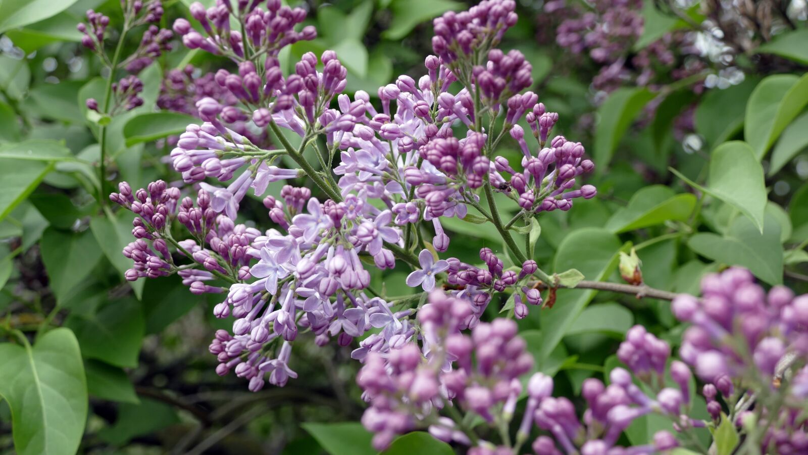 Panasonic Lumix DMC-FZ1000 sample photo. Lilac, flowers, lilac flower photography