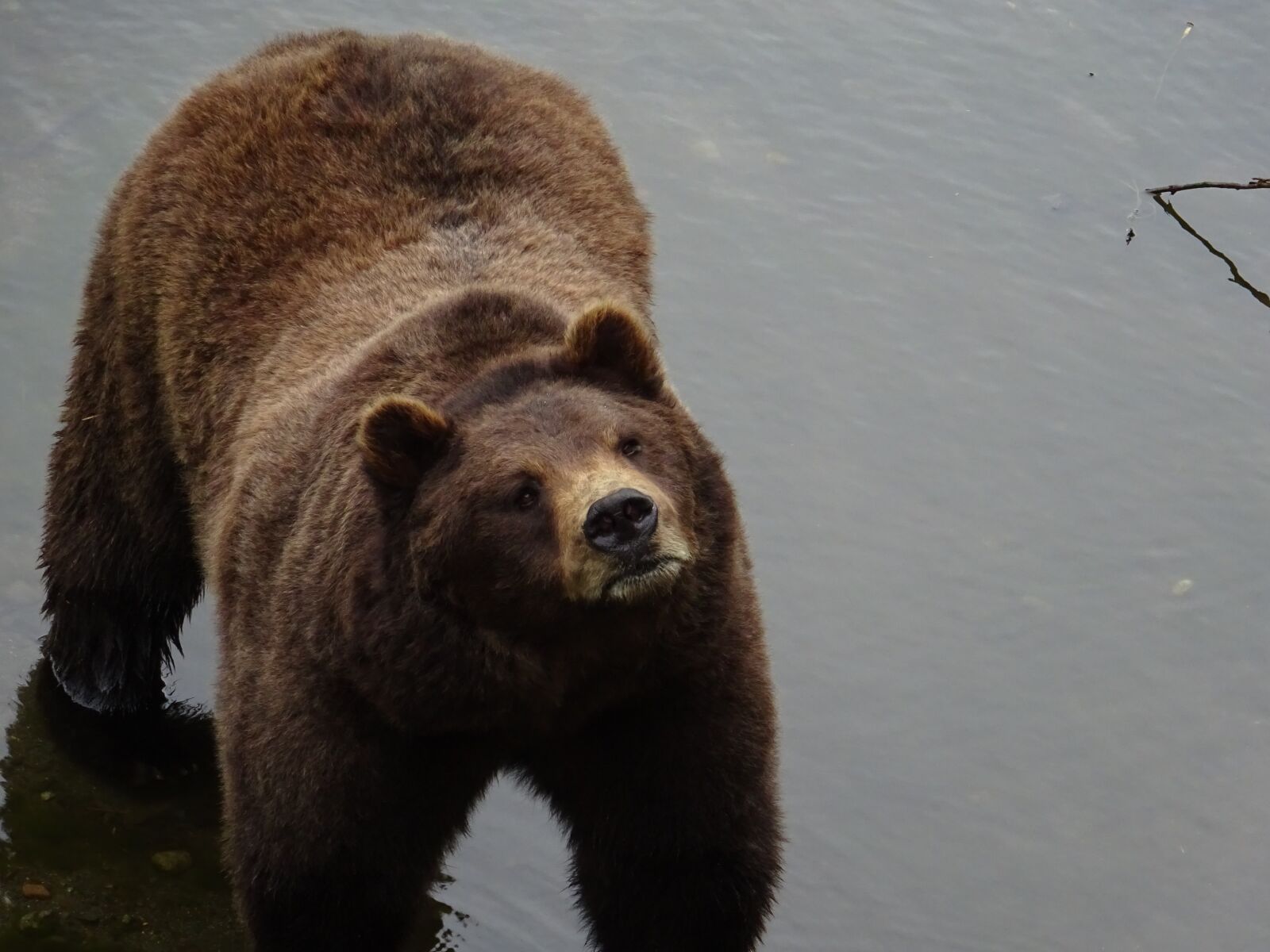 Sony Cyber-shot DSC-WX350 sample photo. Bear, nature, wildlife photography